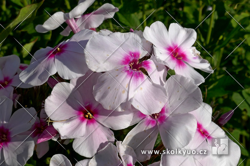 Phlox paniculata Graf Zeppelin´