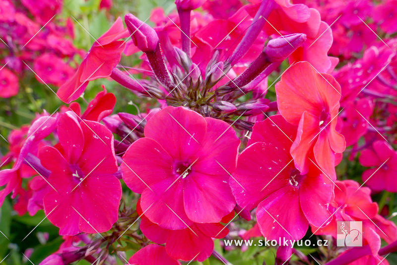 Phlox paniculata ´Red Riding Hood´