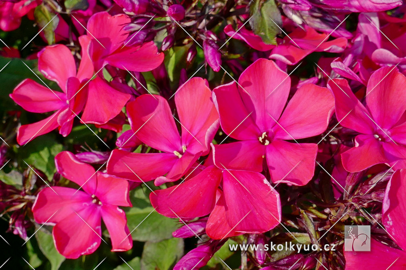 Phlox paniculata ´Starfire´