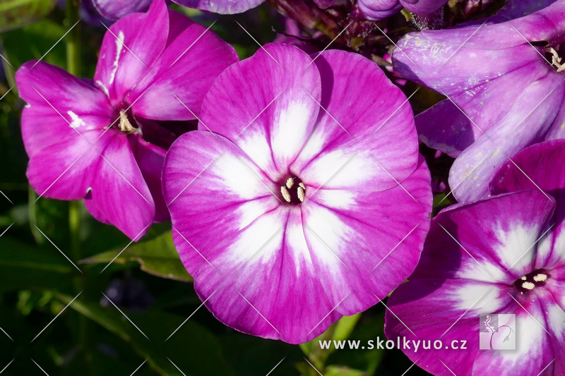 Phlox paniculata ´Uspech´