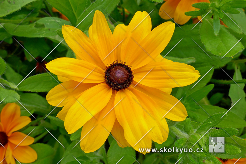 Rudbeckia hirta ´Goldilocks´