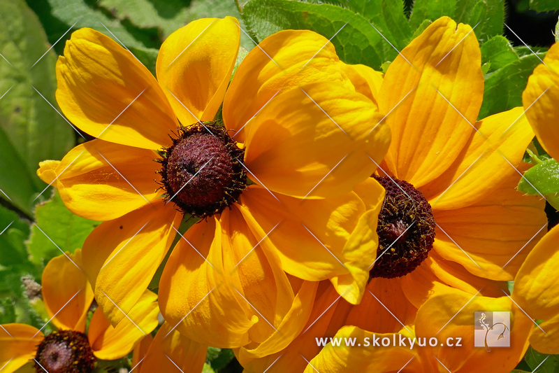 Rudbeckia hirta ´Toto Gold´