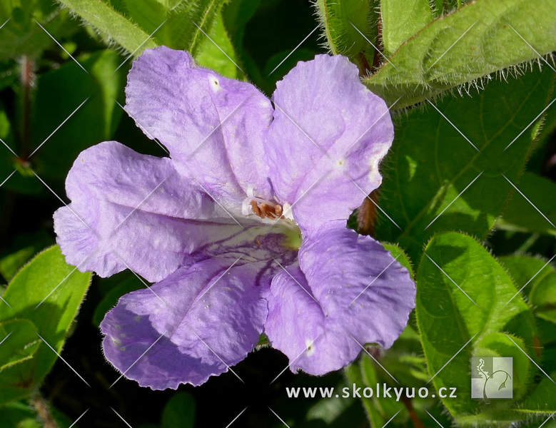 Ruellia humilis