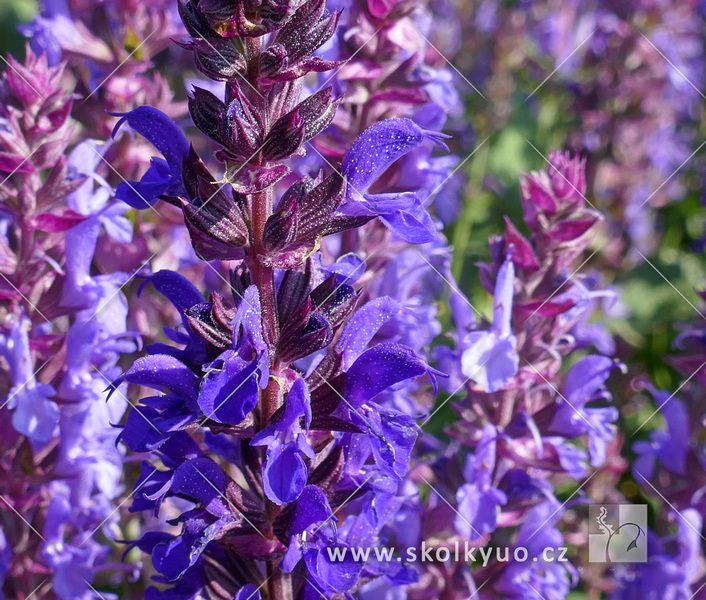 Salvia nemorosa ´Night Field´