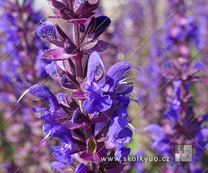 Salvia nemorosa ´Sensation® Compact Violet´