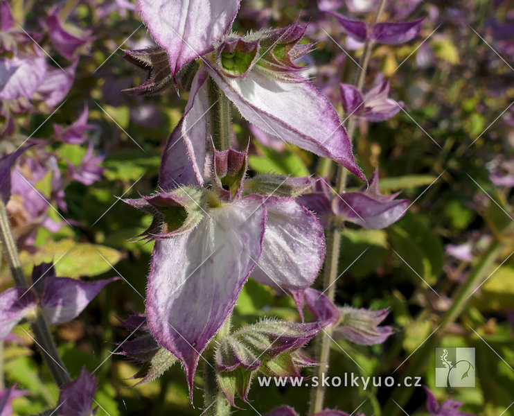 Salvia sclarea ´Vatican Pink´