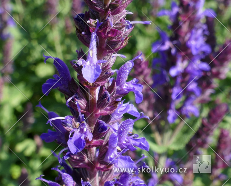 Salvia nemorosa ´Bordeau Deep Blue´