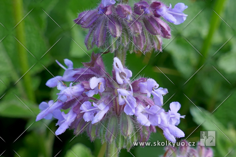 Salvia verticillata