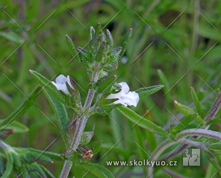 Satureja hortensis