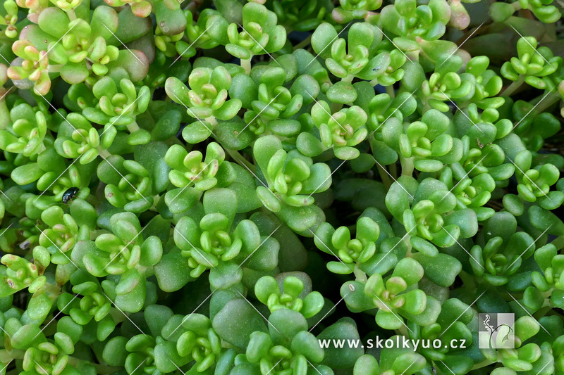 Sedum oreganum