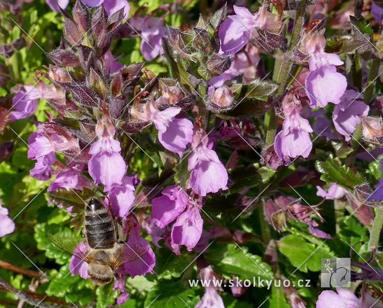 Teucrium chamaedrys