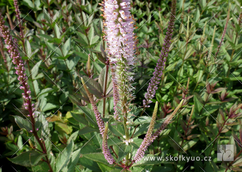 Veronicastrum virginicum ´Erica´