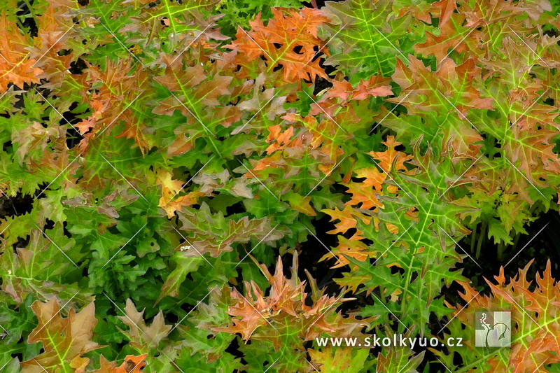 Acanthus spinosus