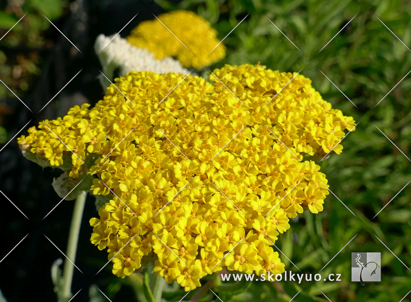 Achillea clypeolata