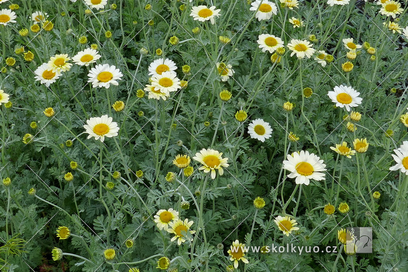 Achillea ptarmica ´Nana Compacta´