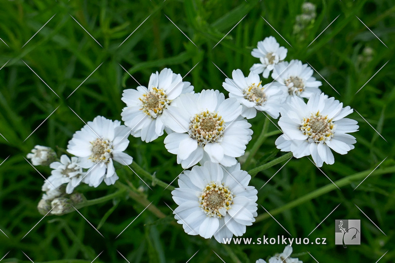 Achillea ptarmica ´The Pearl´