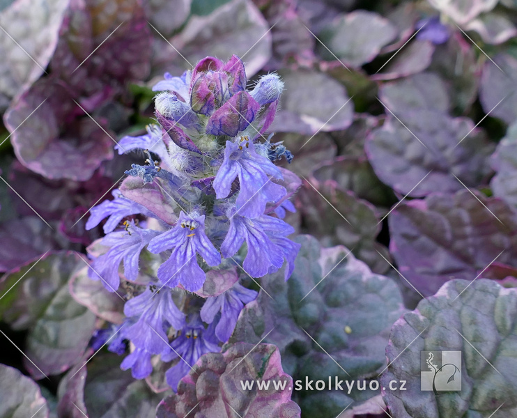 Ajuga reptans ´Burgundy Glow´