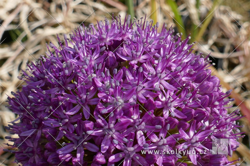 Allium ´Ambassador´