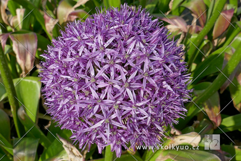 Allium ´Globemaster´