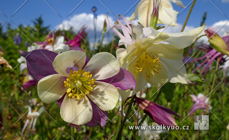 Aquilegia ´MCKana Hybrids´