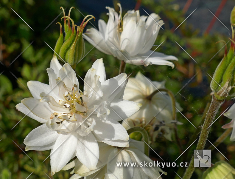 Aquilegia vulgaris ´White Barlow´