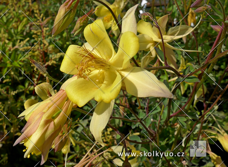 Aquilegia caeruela ´Maxi´ (´Yellow Star´)