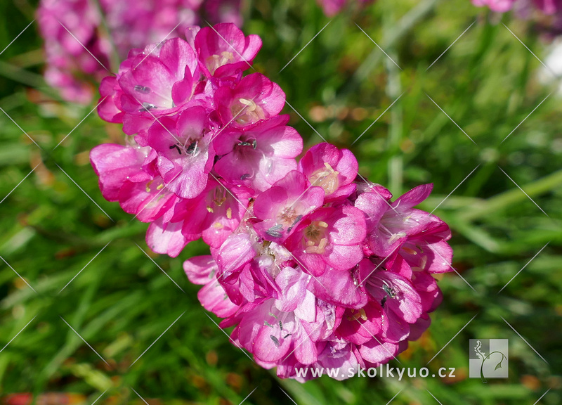 Armeria maritima ´Armada Rose´