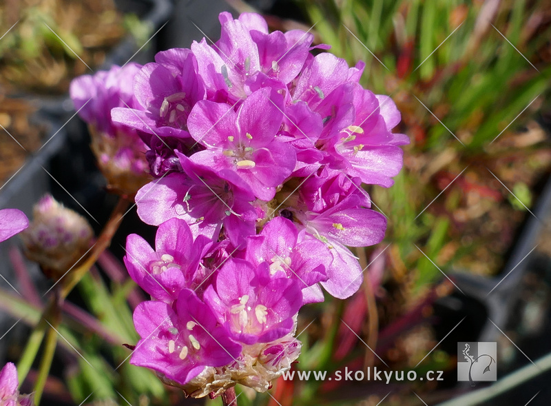 Armeria pseudarmeria ´Ballerina Lilac´