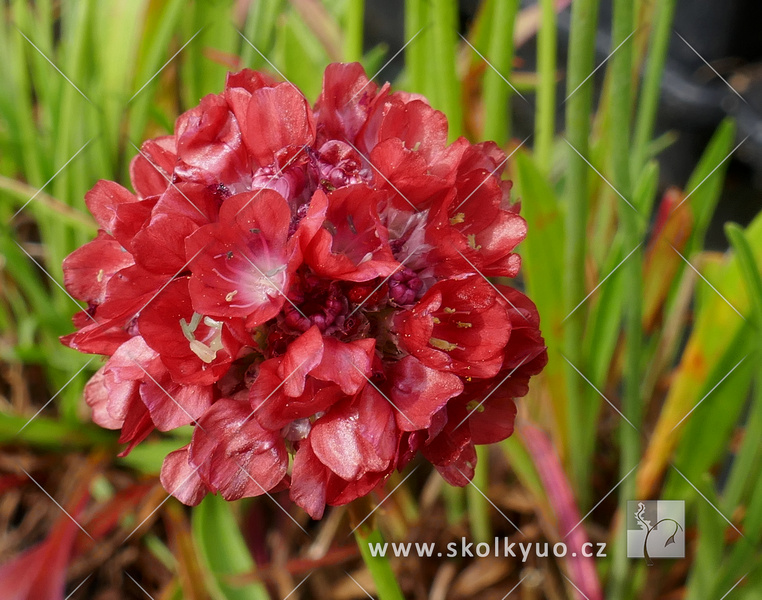 Armeria pseudarmeria ´Ballerina Red´