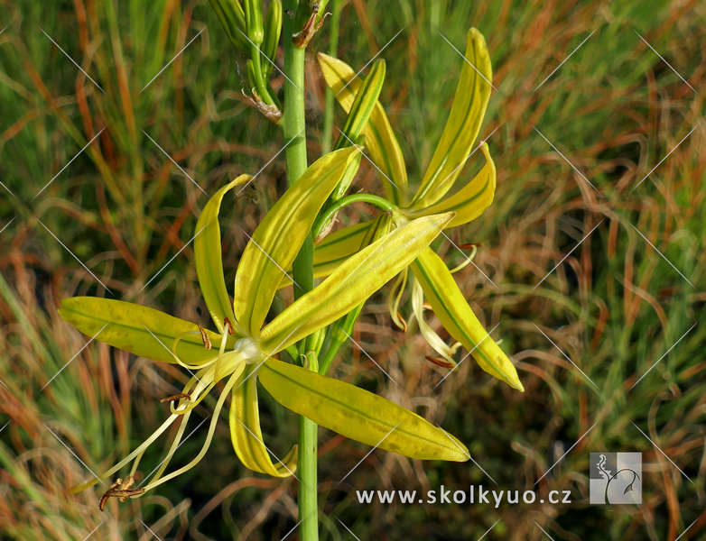 Asphodeline liburnica