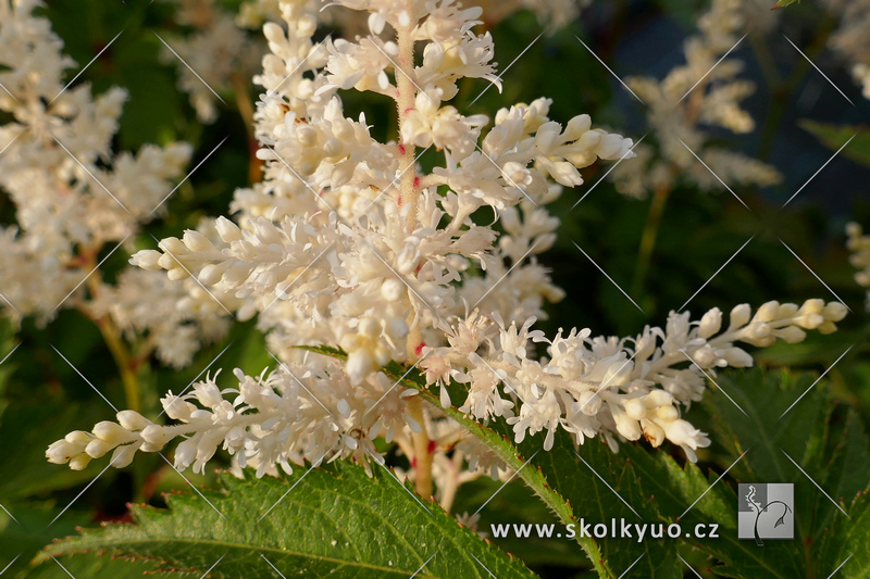 Astilbe japonica ´Gladstone´