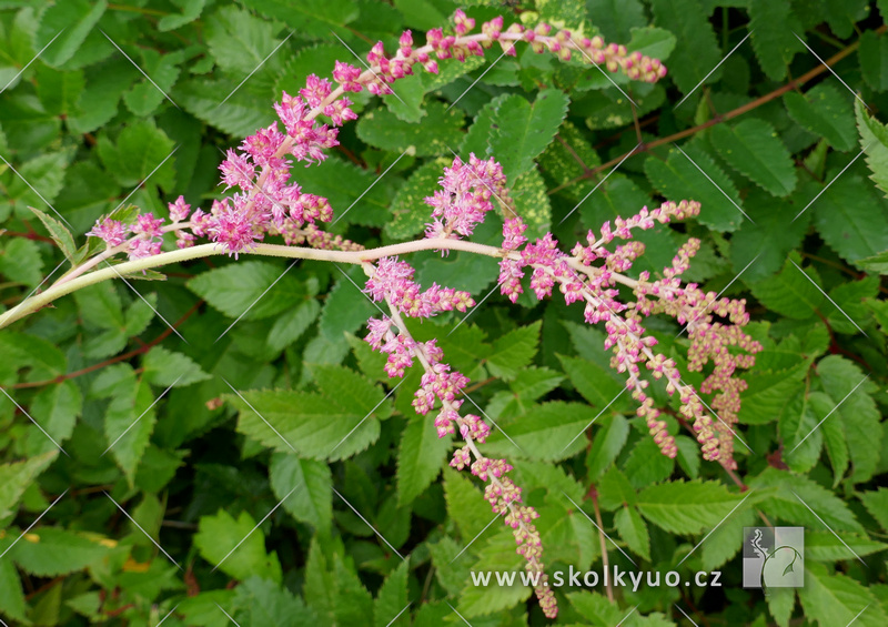 Astilbe thunbergii ´Straussenfeder´