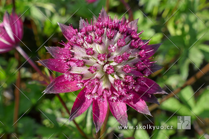 Astrantia major ´Burgundy Manor´