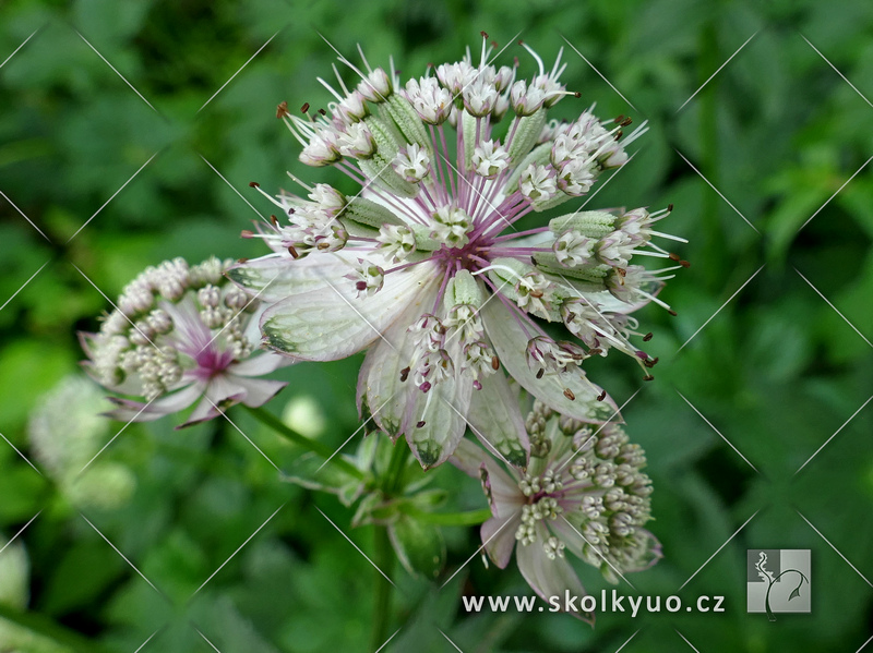 Astrantia major