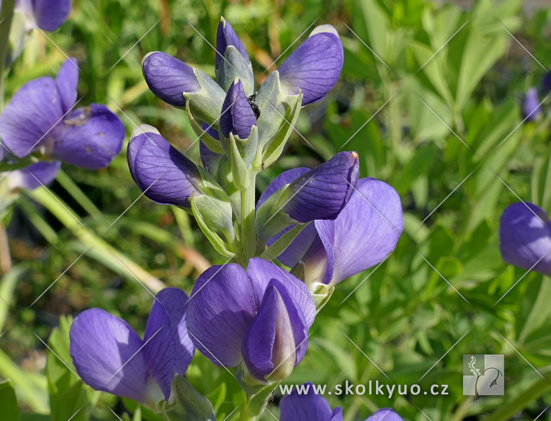 Baptisia australis