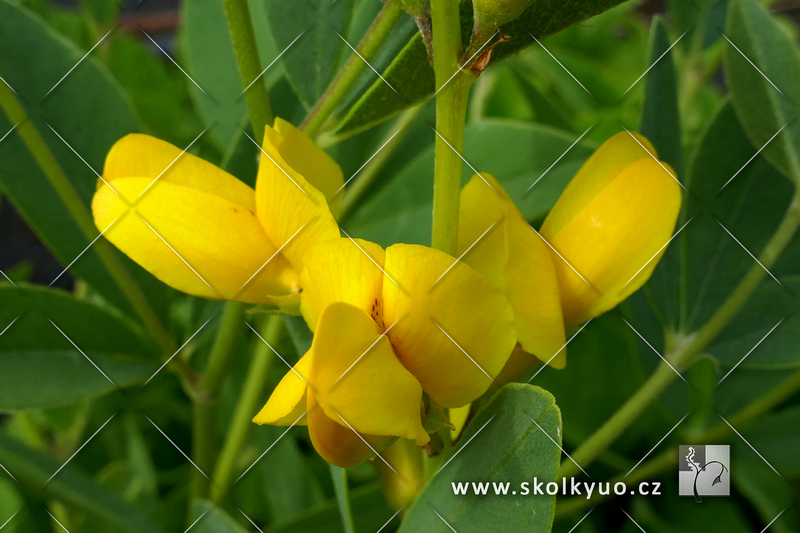 Baptisia sphaerocarpa