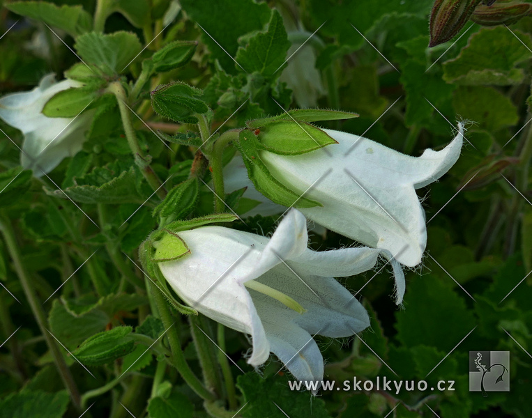 Campanula alliariifolia