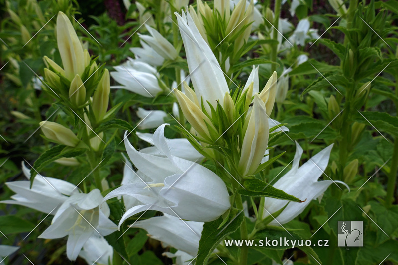 Campanula latifolia v. macrantha