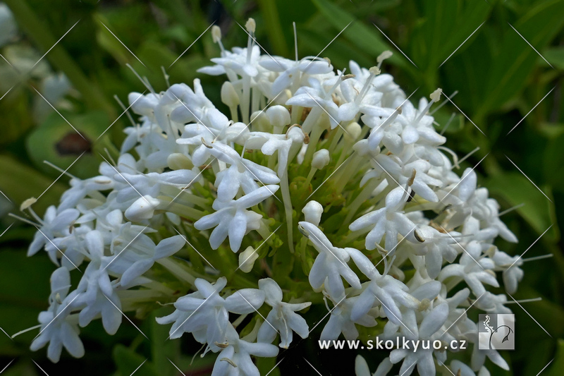 Centranthus ruber ´Albus´