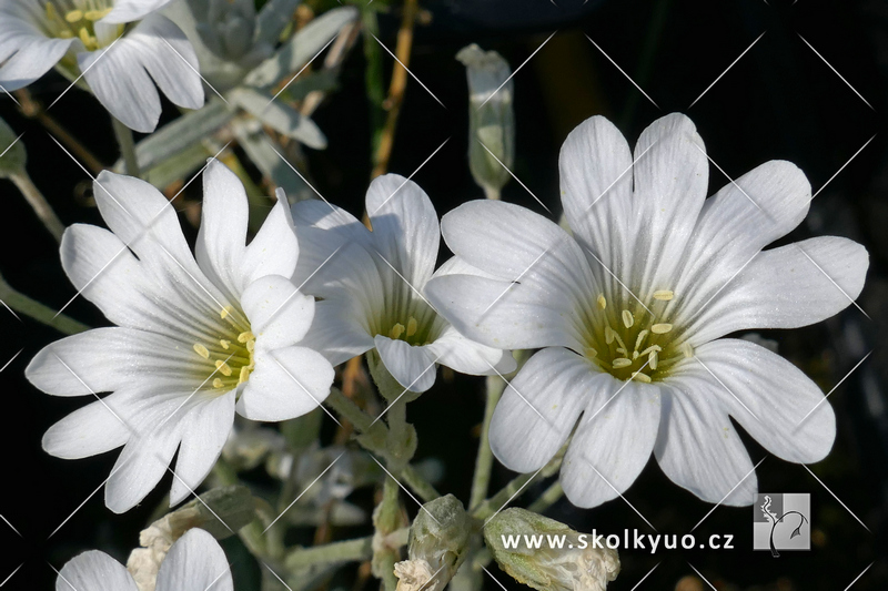 Cerastium tomentosum ´Silver Carpet´