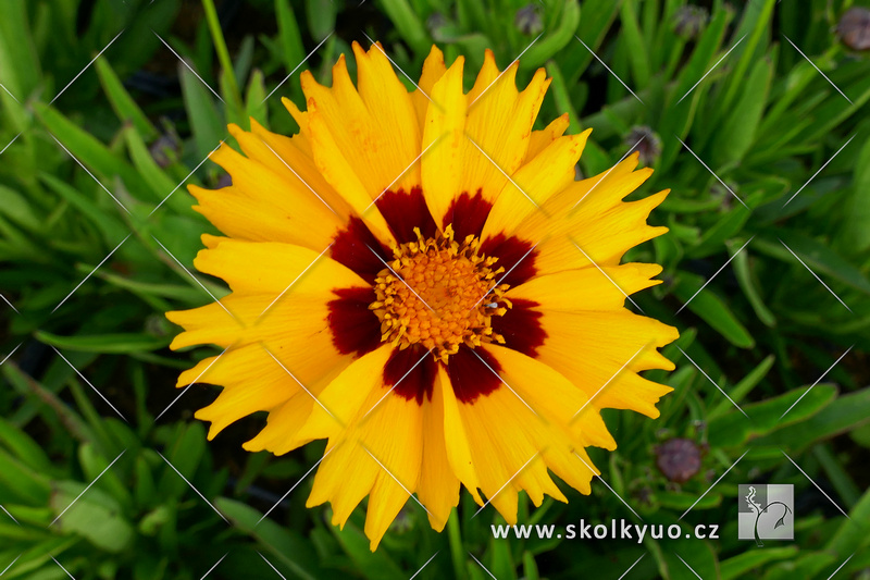 Coreopsis grandiflora ´Sunfire´