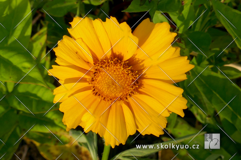 Coreopsis lanceolata ´Sterntaler´