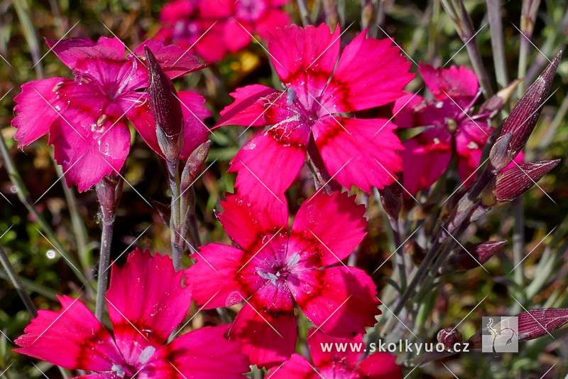 Dianthus deltoides ´Brillant´