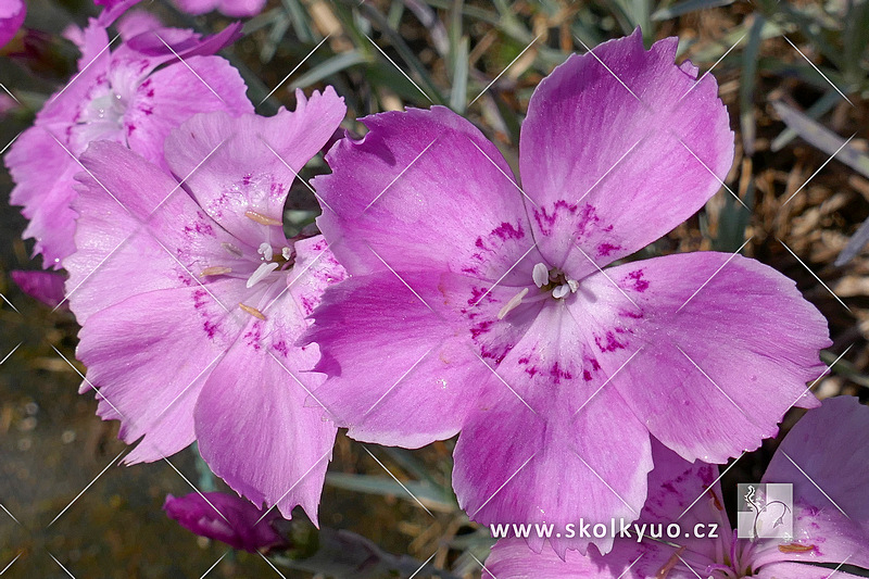 Dianthus gratianopolitanus ´Blauigel´