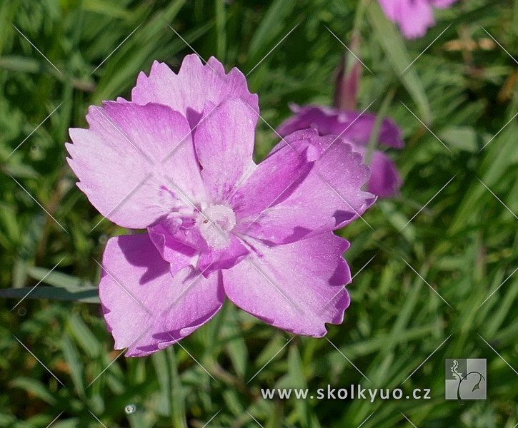 Dianthus gratianopolitanus ´Feuerhexe´