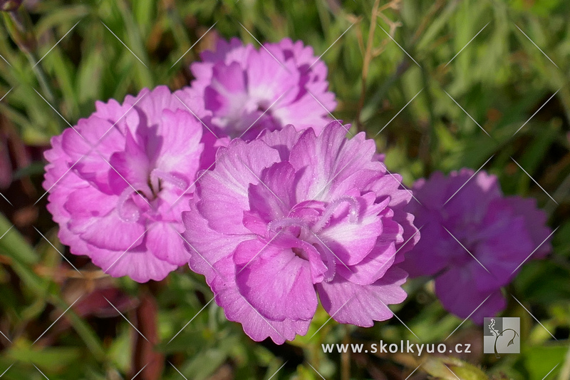 Dianthus gratianopolitanus ´Pink Jewel´