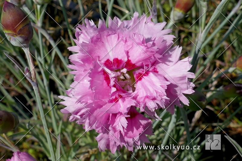 Dianthus plumarius ´Maggie´