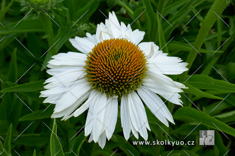 Echinacea purpurea ´Meditation White´