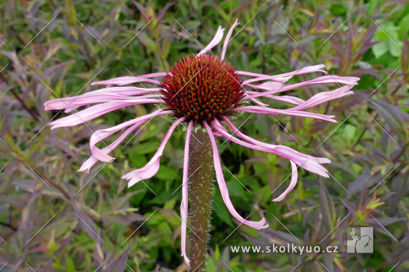 Echinacea simulata