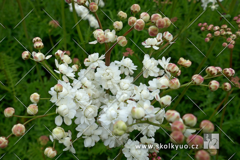 Filipendula vulgaris ´Plena´